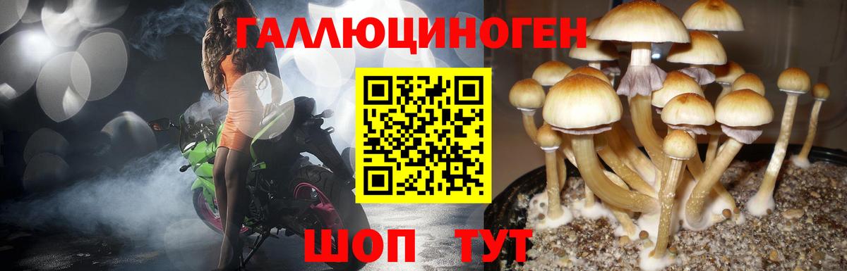 Псилоцибиновые грибы Psilocybine cubensis Сибай